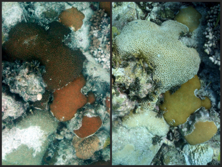 NOAA comparison showing the same coral colony at Cheeca Rocks healthy in July 2013 and bleached in August 2014