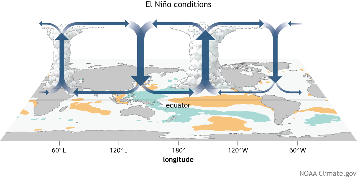 NOAA diagram showing warmer central and eastern Pacific water and an eastward shift of rising air and rain clouds during El Niño