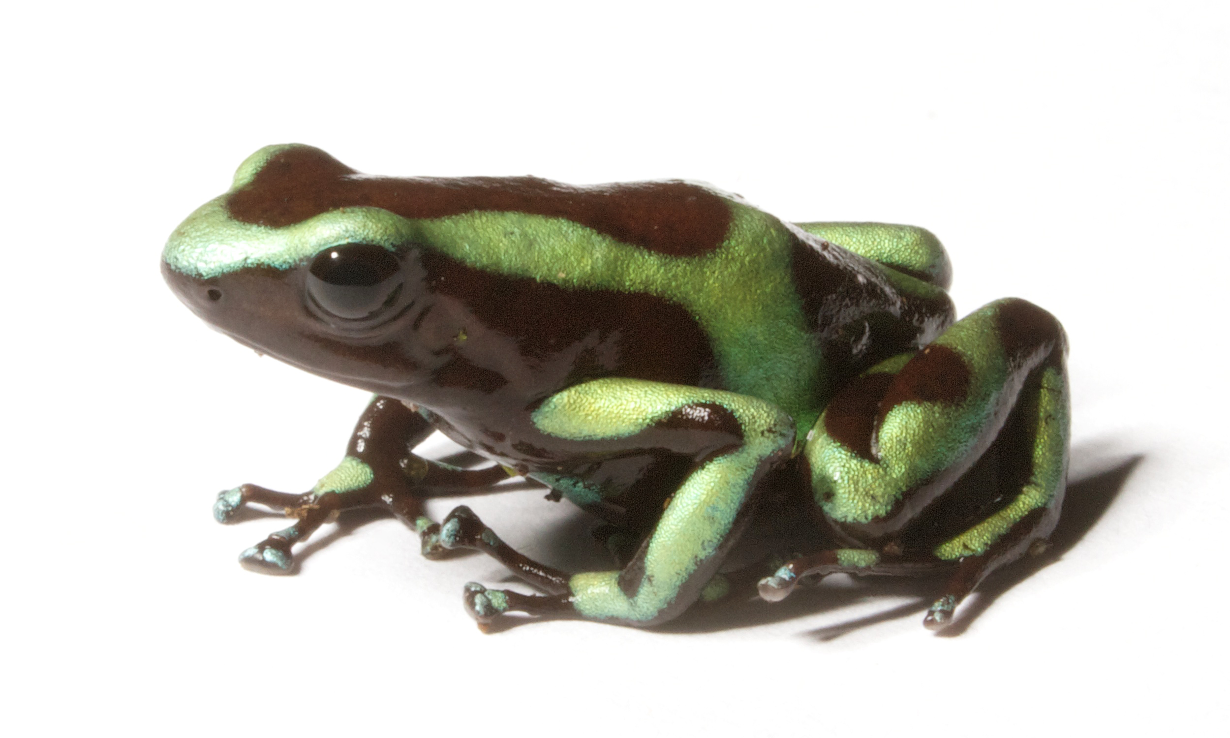 Green-and-black poison dart frog · Panama