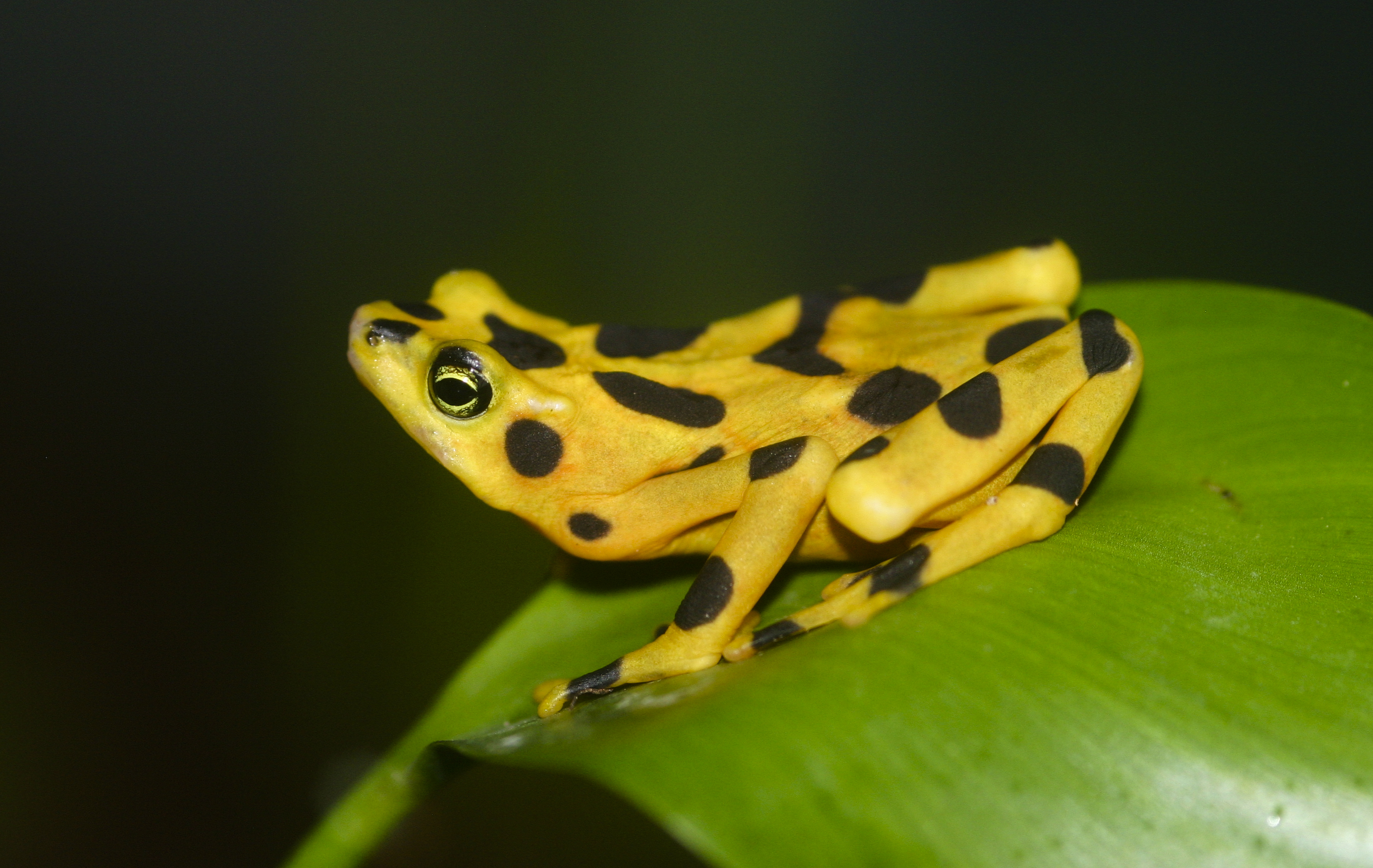 Panamanian golden frog · El Valle