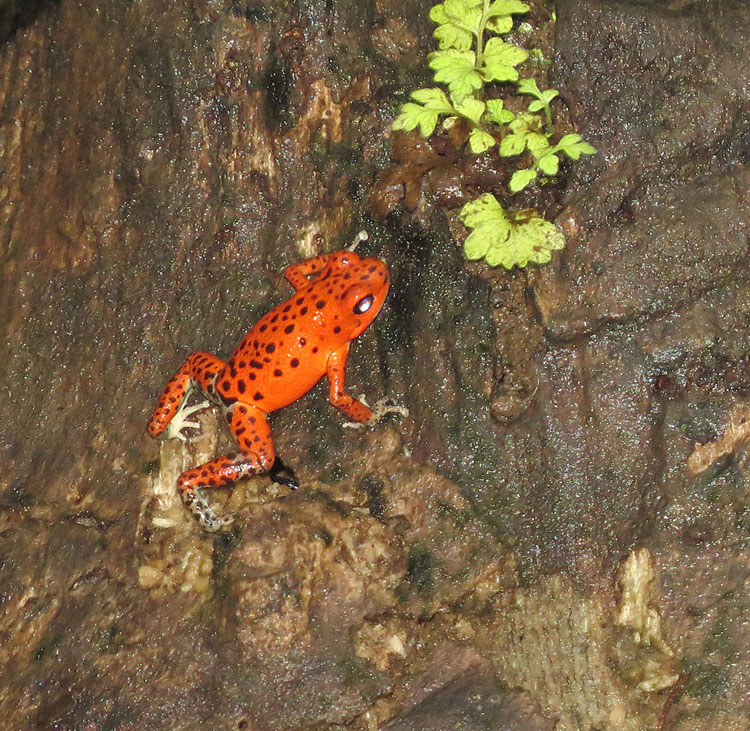 Strawberry poison dart frog · photographed in captivity, Gamboa