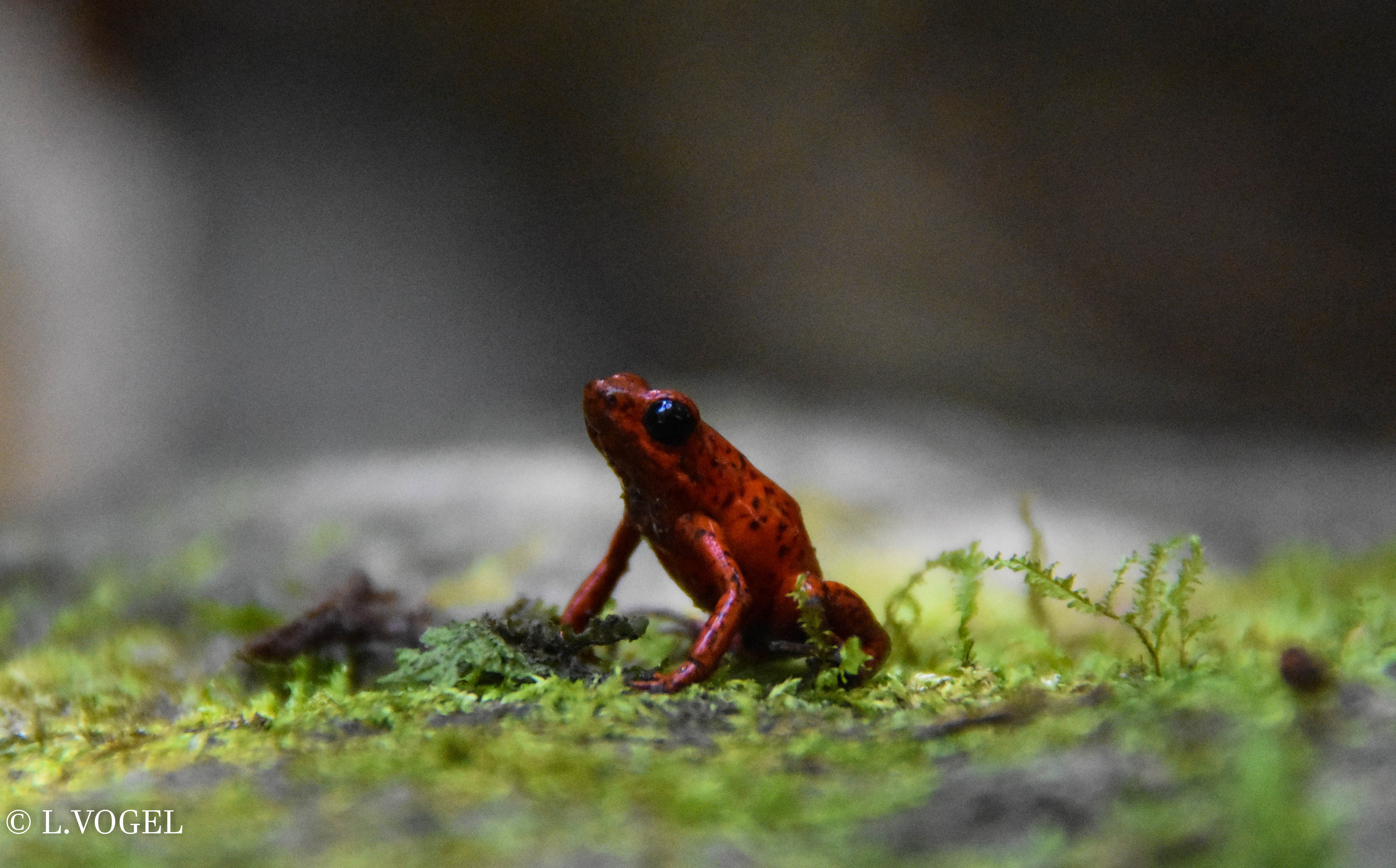 Strawberry poison dart frog · near Cahuita, Costa Rica