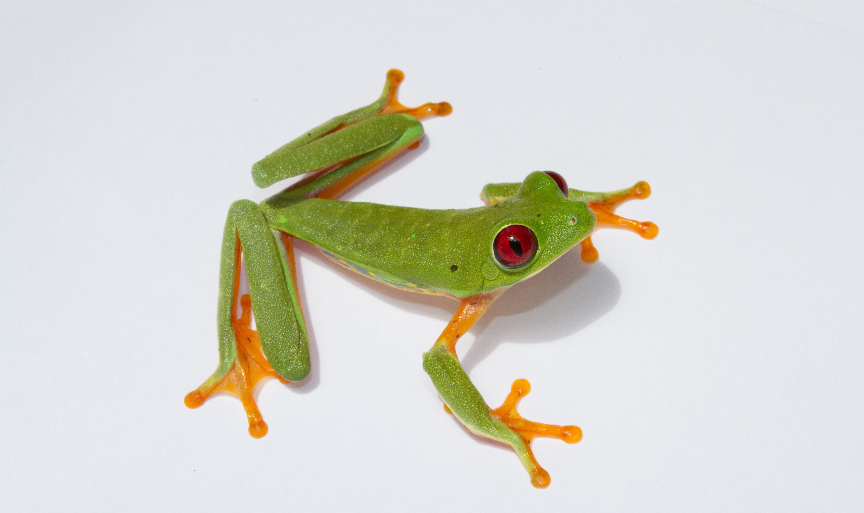 Red-eyed tree frog · regional species example