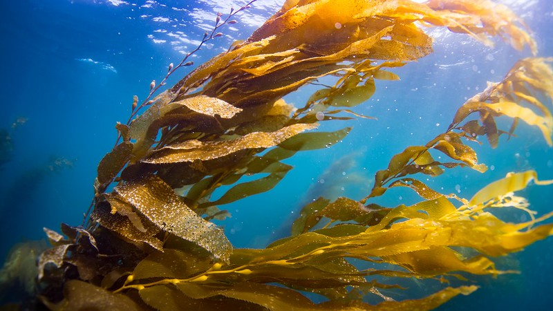 The where, when and why of bringing back kelp