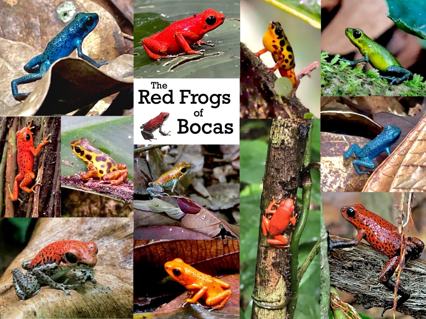 The Red Frogs of Bocas