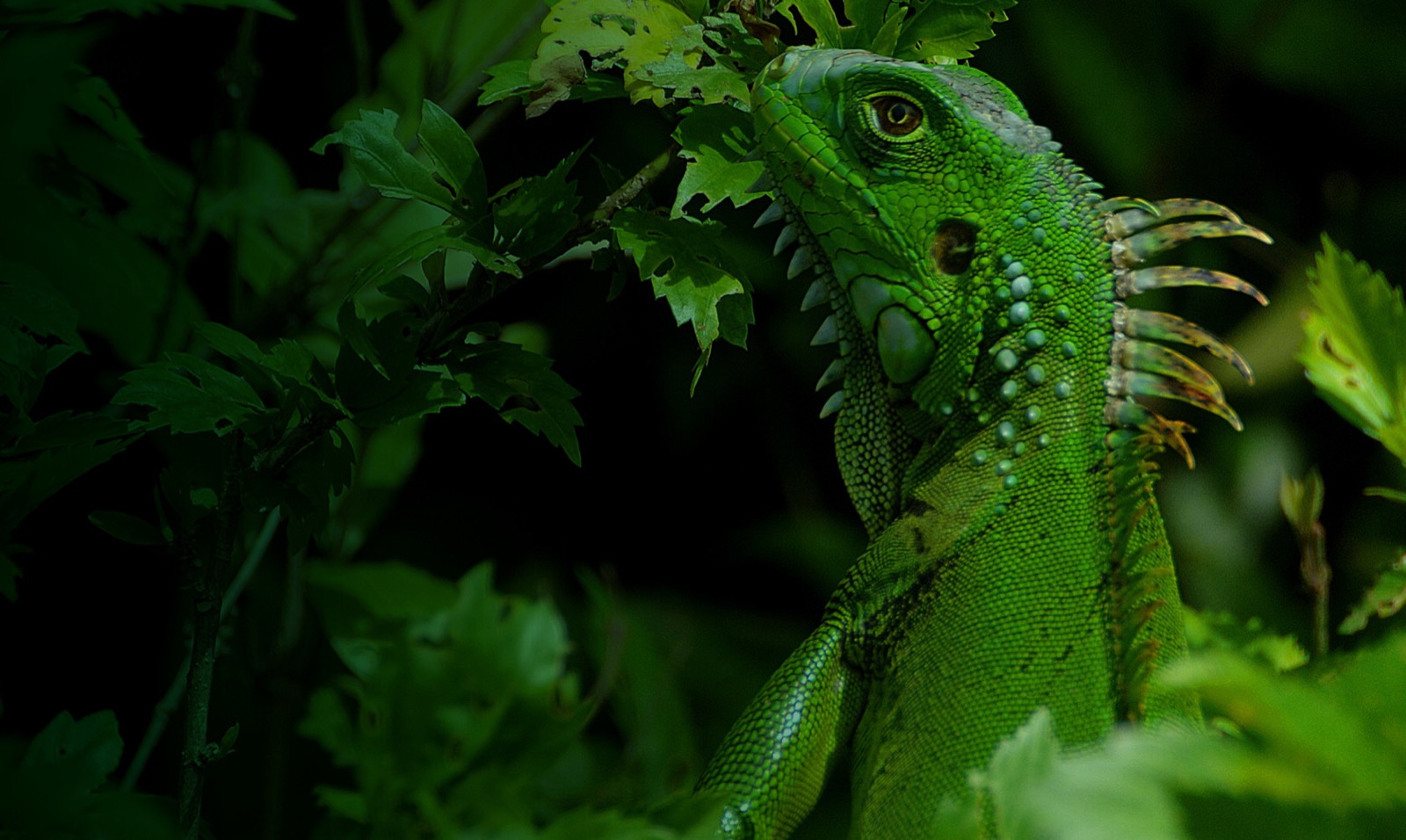 As El Niño looms, climate extremes are hitting an unexpected region of the Amazon hardest