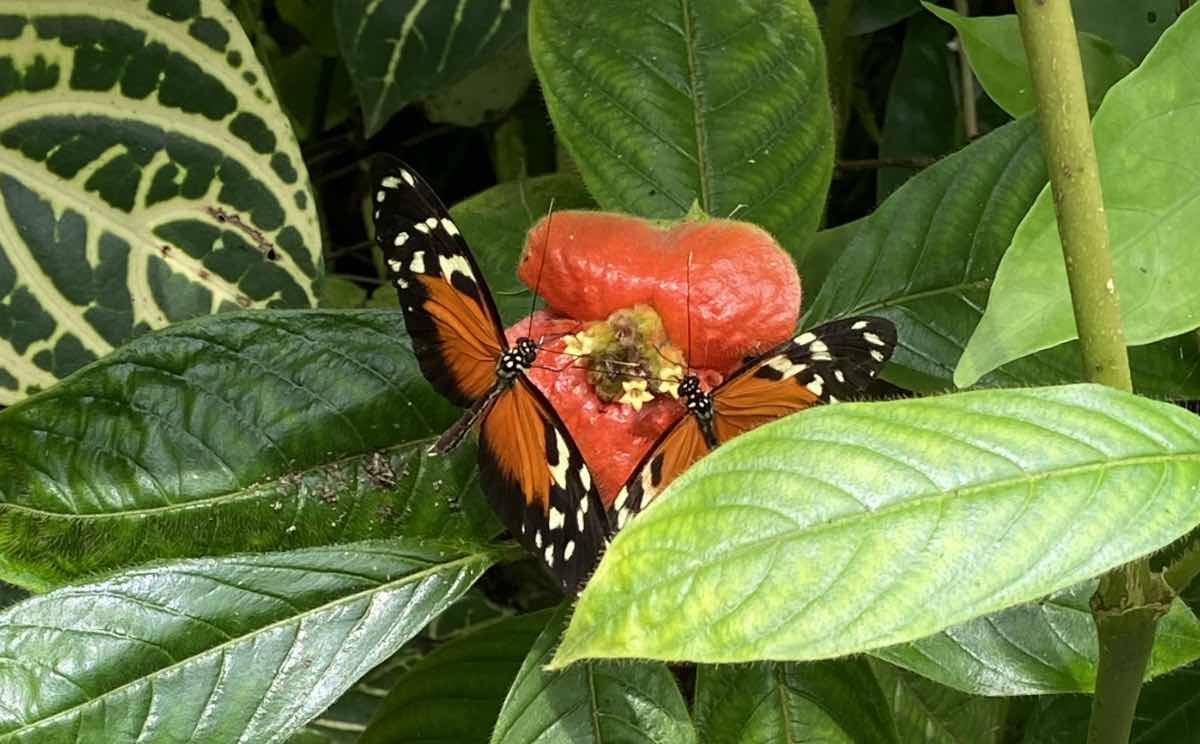 A butterfly observed in Panama