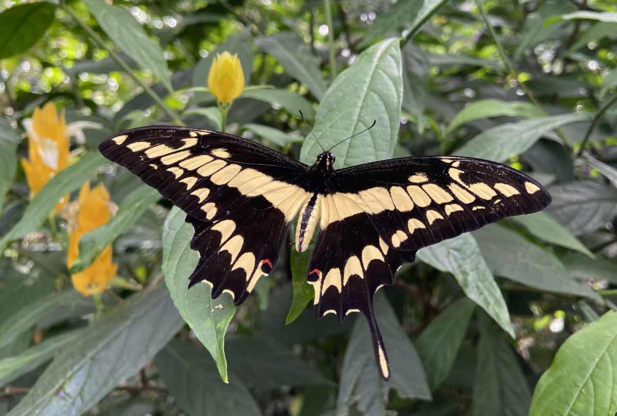 Butterfly observed in Panama