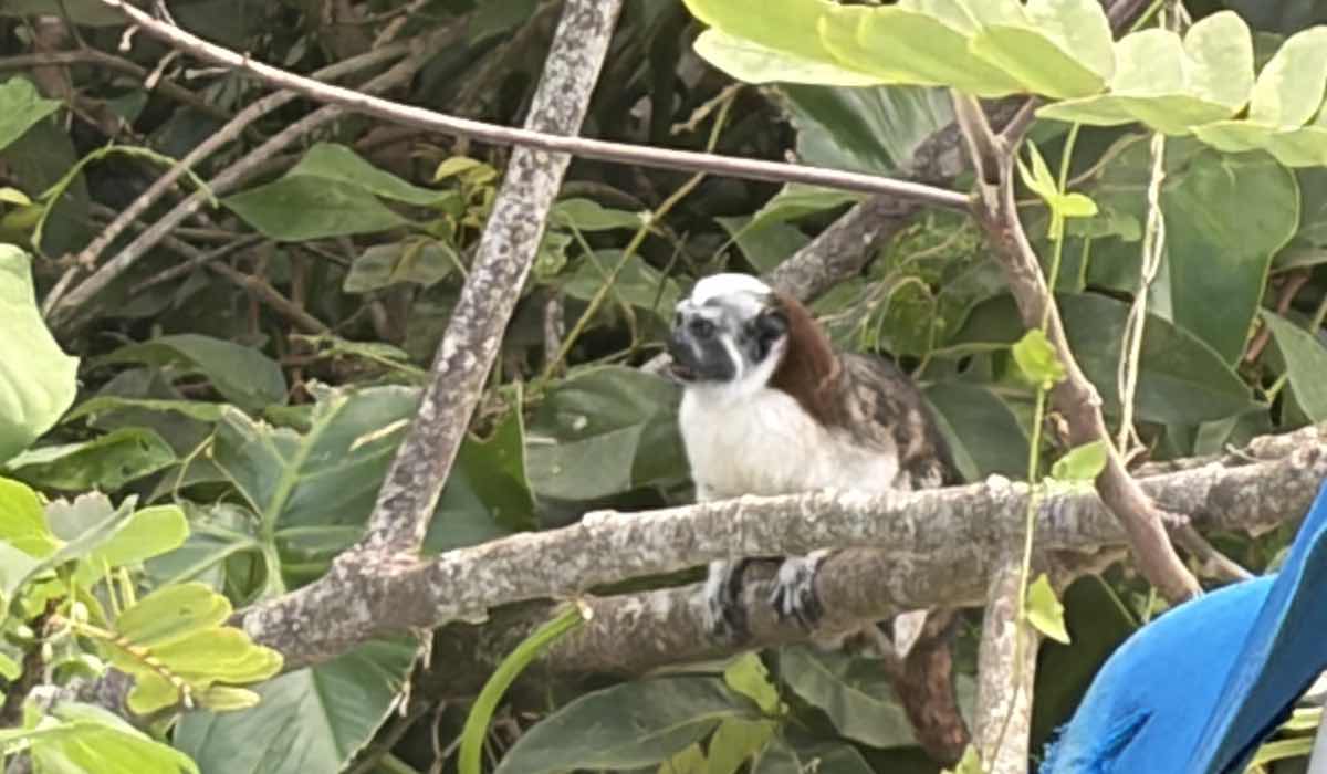 Wildlife near the Panama Canal