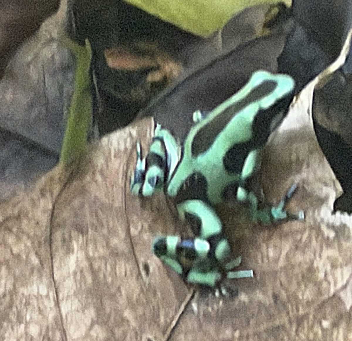 A close look at a rainforest frog