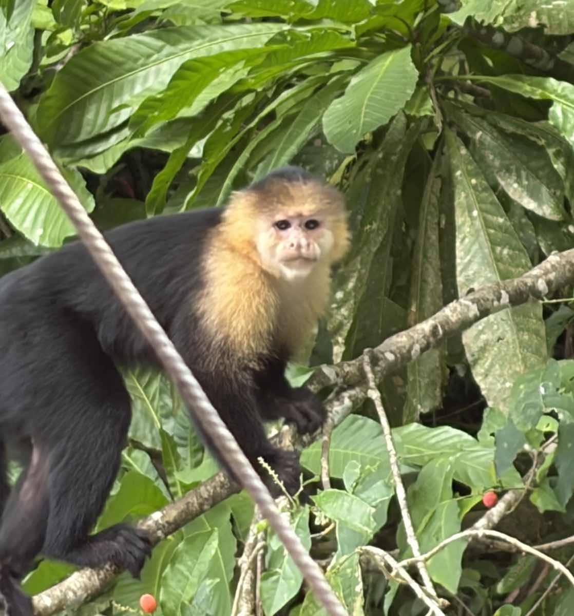 Wildlife observations in Panama