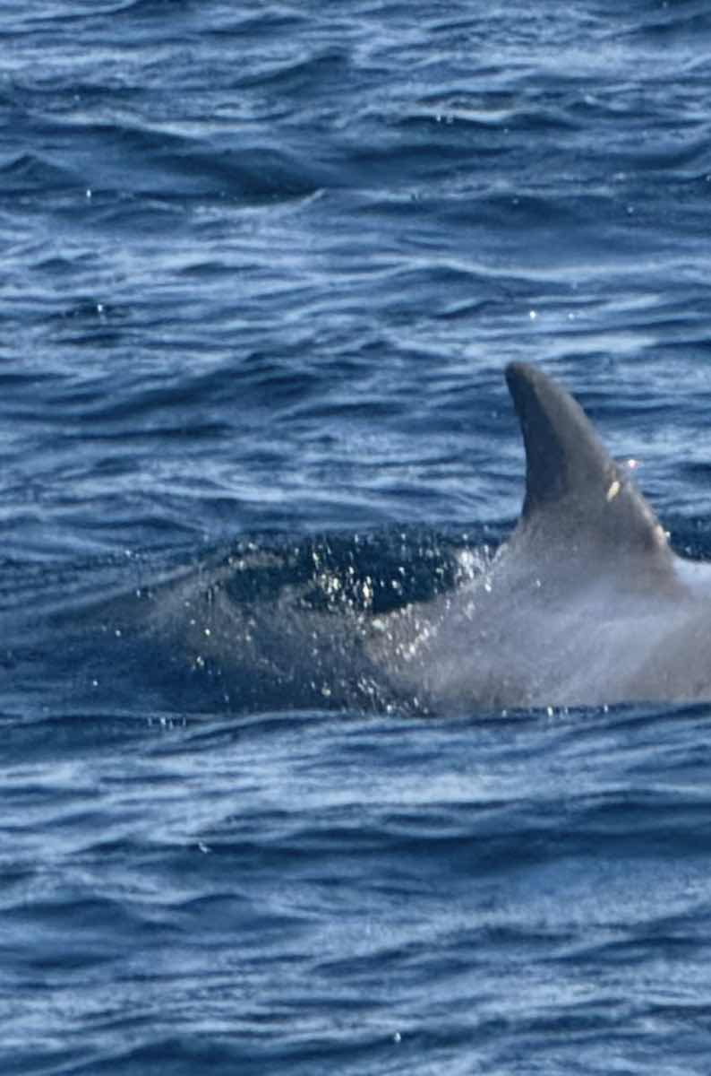 A dolphin in Dolphin Bay, by HERO's preserve
