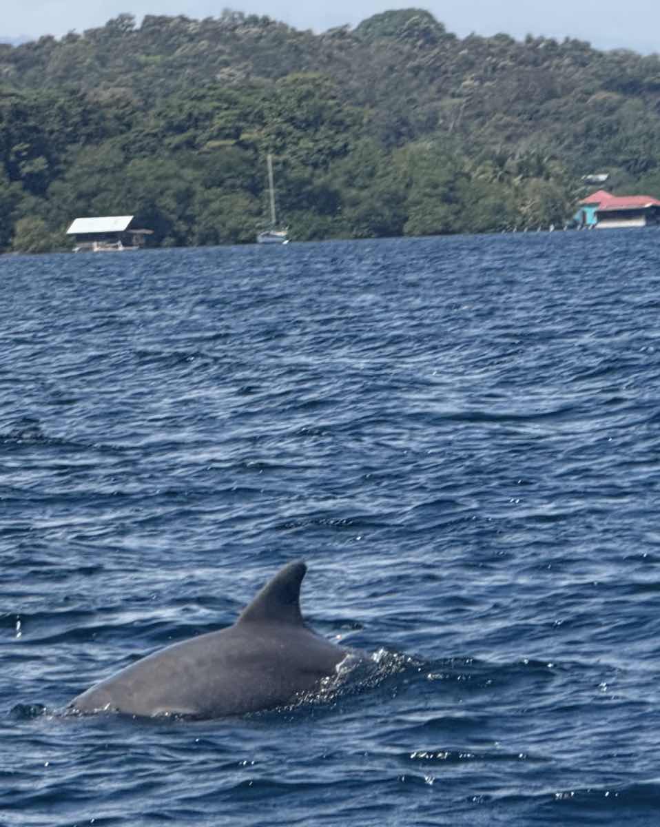 Dolphin Bay, Bocas del Toro