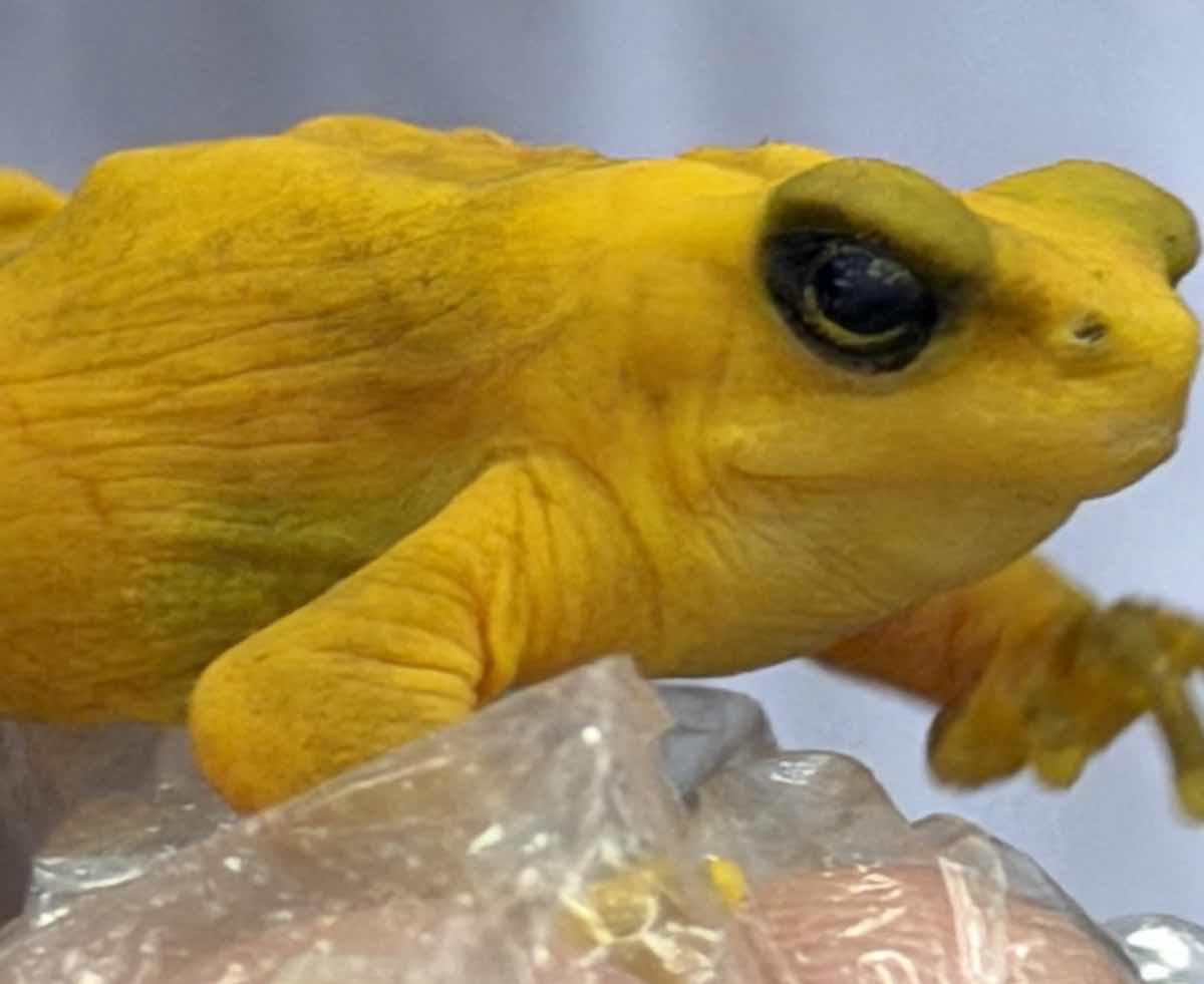 Panamanian golden frog · a Panama conservation example