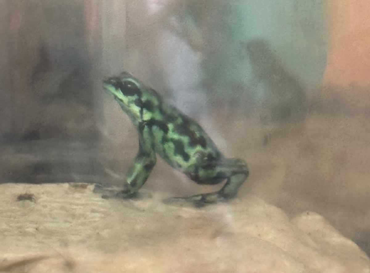 Green-and-black poison dart frog